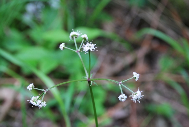 Sconosciuta: Sanicula europaea